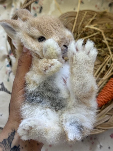 **Trained Mini Lop Bunny Rabbits & Care Package** Carousel 2