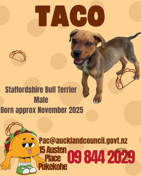 Taco -Pukekohe Adoption Centre Carousel 1