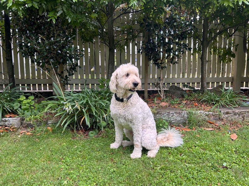 5 year old retradoodle (retriever x poodle) Carousel 1