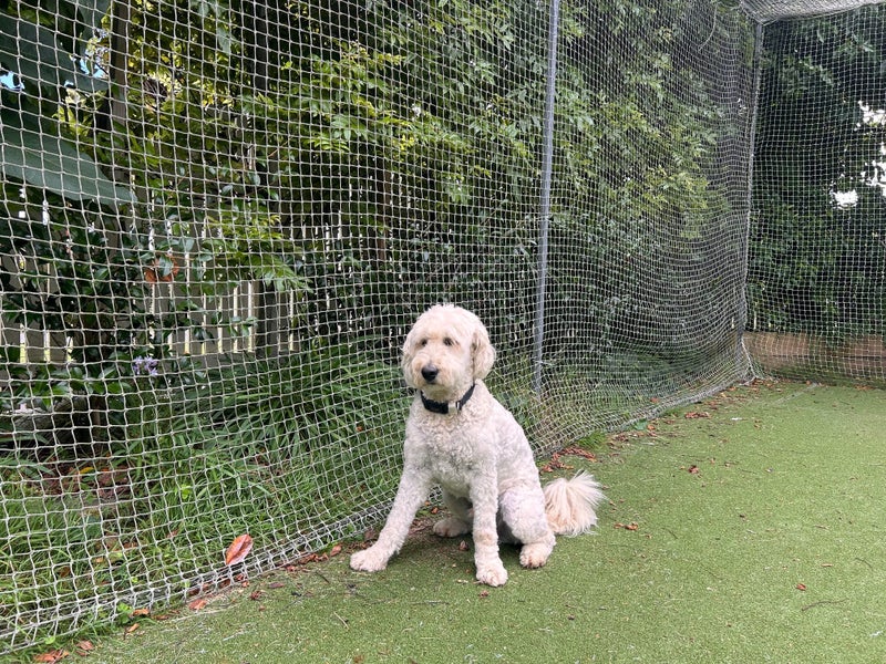 5 year old retradoodle (retriever x poodle) Carousel 2