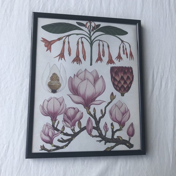Framed Ornamental Botanical Print Carousel 2