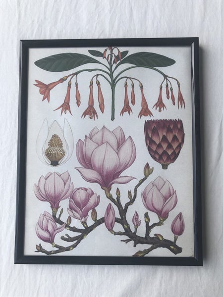 Framed Ornamental Botanical Print Carousel 1