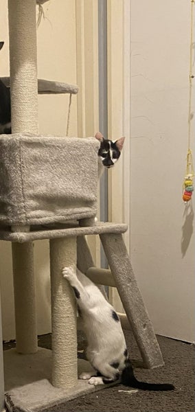 RAZZLE & DAZZLE - AVAILABLE FOR ADOPTION - SWEET KITTY RESCUE Carousel 1