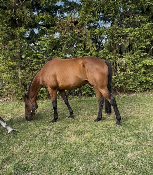 Paddock mate