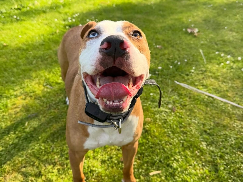 Catahoula cross Carousel 1