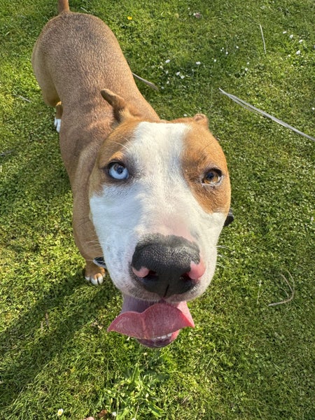 Catahoula cross Carousel 2