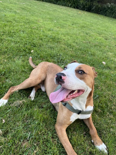 Catahoula cross Carousel 6