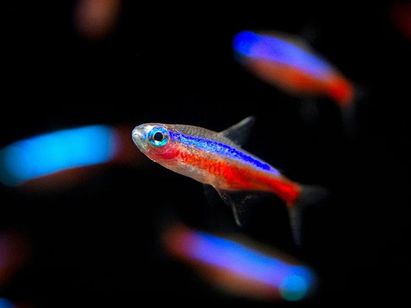 Cardinal Tetra (Paracheirodon axelrodi) Carousel 2