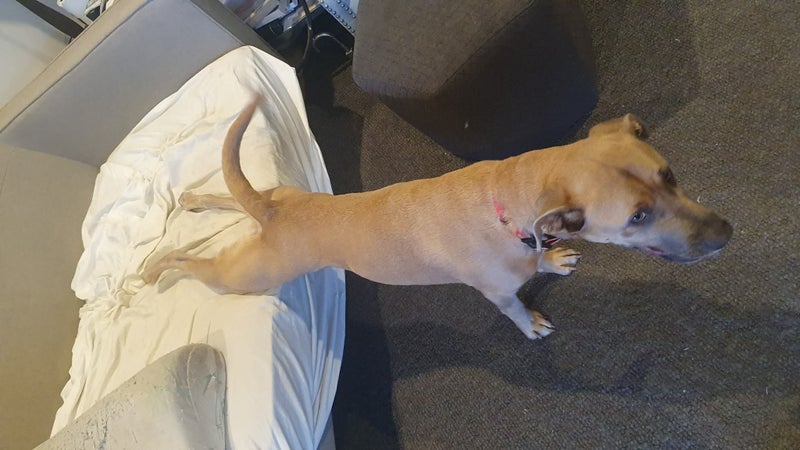 Waffles is worried.... Carousel 2