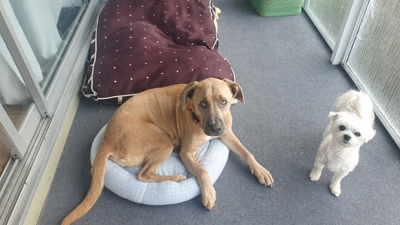 Moochi the "mini mastiff" Carousel 1