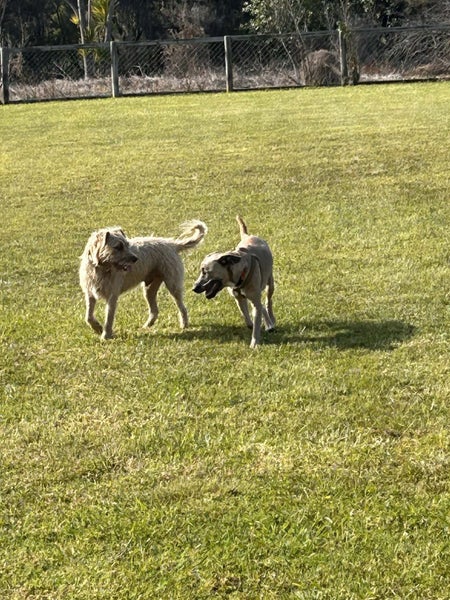 Waffles is worried.... Carousel 13