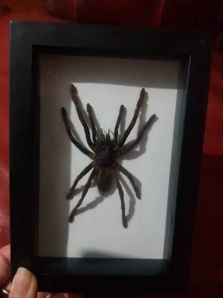 Taxidermy Tarantula (dehydrated) Carousel 3