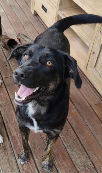 Perfect Peanut Carousel 1