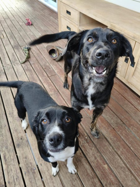 Perfect Peanut Carousel 2