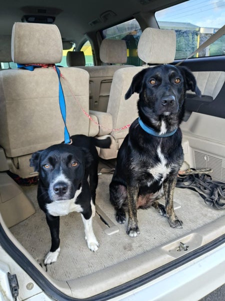 Perfect Peanut Carousel 12