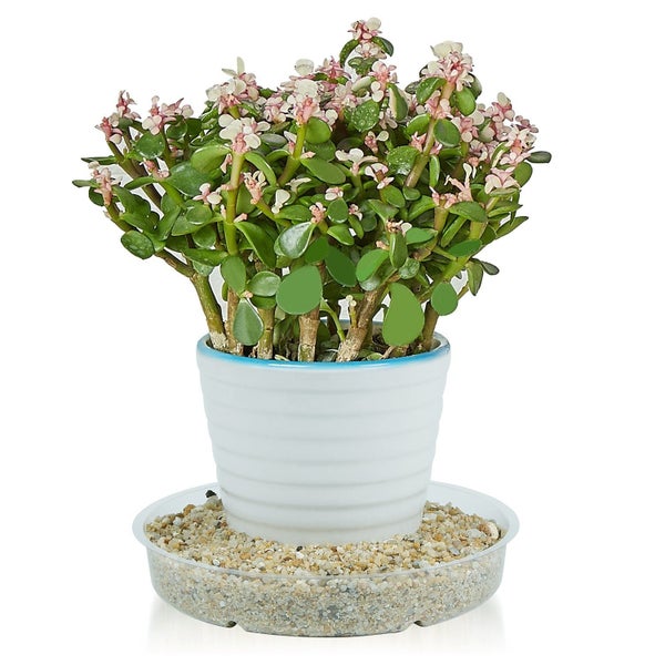 Garden Saucer Clear Vinyl x 2 - 35.5cm Diameter each Carousel 2