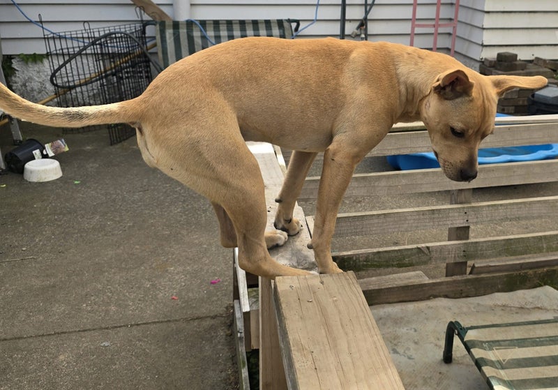 Anya (Ellie's Canine Rescue & Rehome) Carousel 2