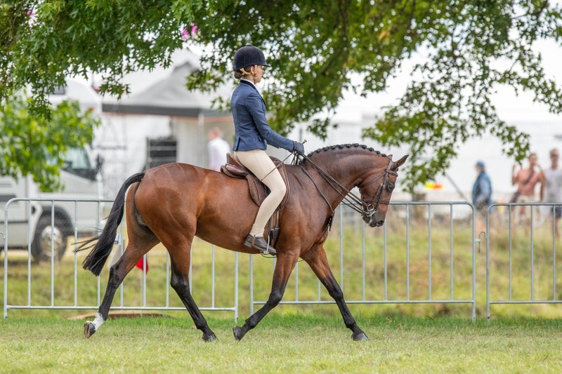 Quality all round pony Carousel 2
