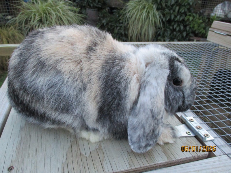 Mini Lop Rabbits Carousel 2