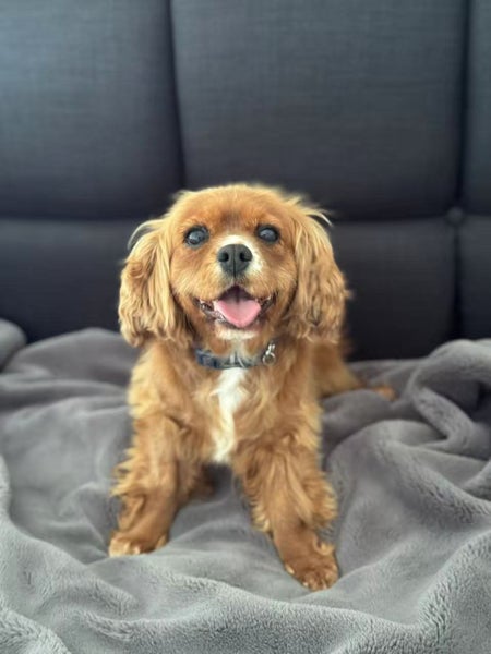 Purebred Cavalier King Chalres Carousel 2