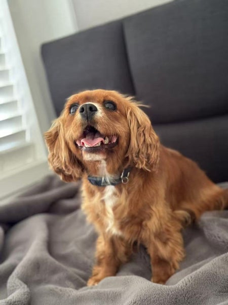 Purebred Cavalier King Chalres Carousel 3