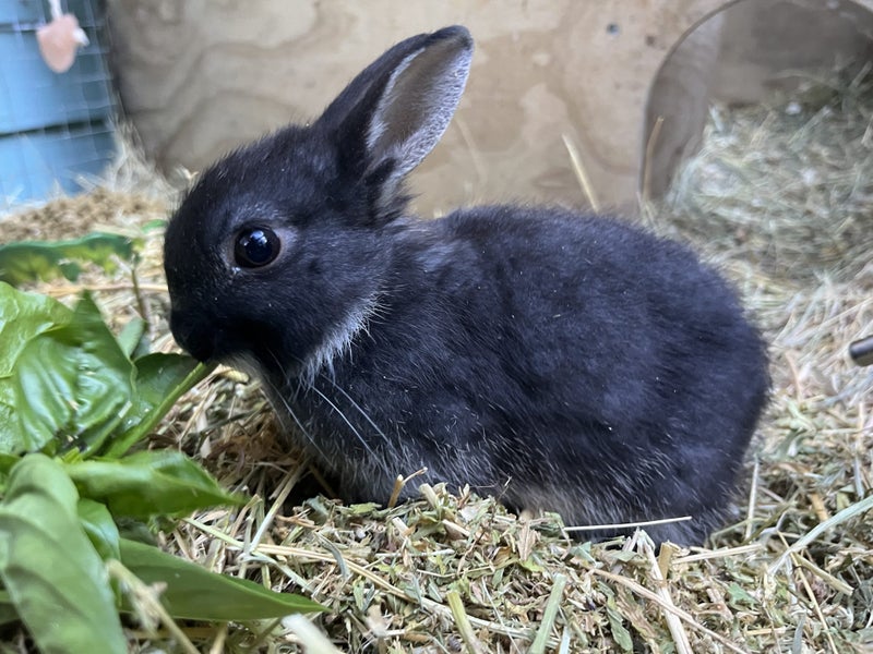 Netherland Dwarf Kits (Baby Rabbits) Carousel 10