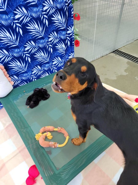 Leela-Pukekohe Adoption Centre Carousel 2
