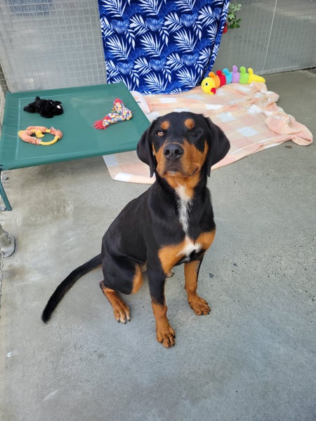 Leela-Pukekohe Adoption Centre Carousel 8