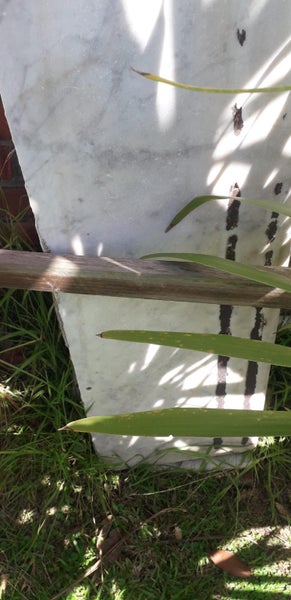 Mable slabs - old steps Carousel 5