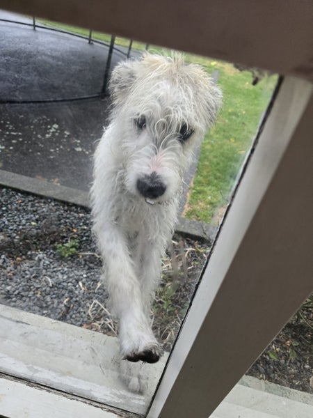 Beautiful Beardie/Airedale cross Carousel 2