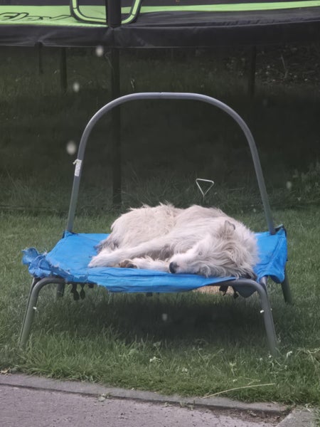 Beautiful Beardie/Airedale cross Carousel 6