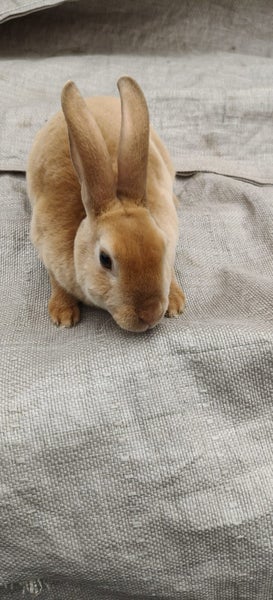 Dutch & Minirex kits Carousel 4