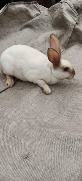 Dutch & Minirex kits Carousel 1