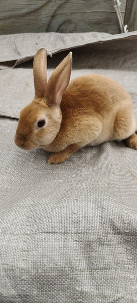 Dutch & Minirex kits Carousel 2