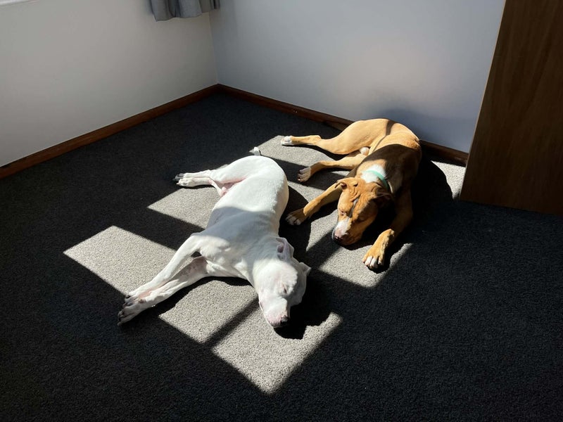 Mastiff/Staffy x - 9 months old Carousel 2