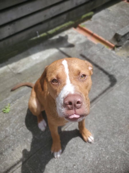 Mastiff/Staffy x - 9 months old Carousel 12