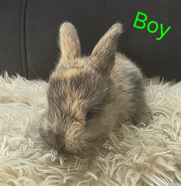 Minilop Cross Baby bunnies Carousel 2