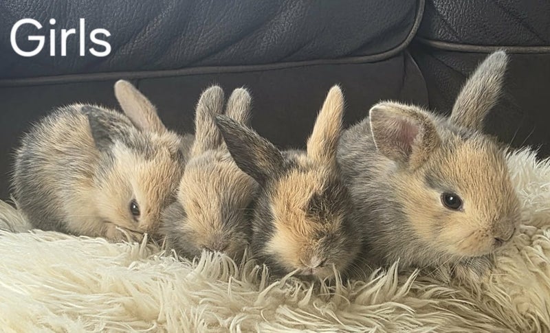 Minilop Cross Baby bunnies Carousel 1