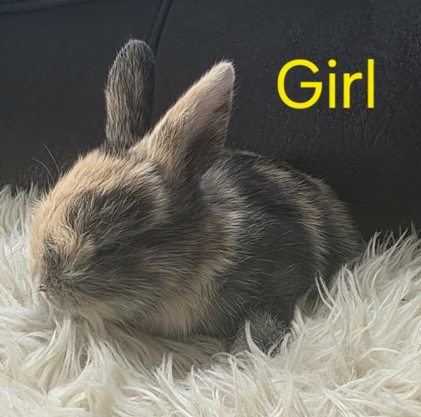 Minilop Cross Baby bunnies Carousel 10