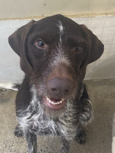 High energy dog requiring high energy owner ... Carousel 1