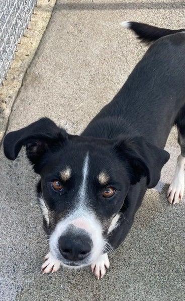 High energy dog requiring active home ... Carousel 1