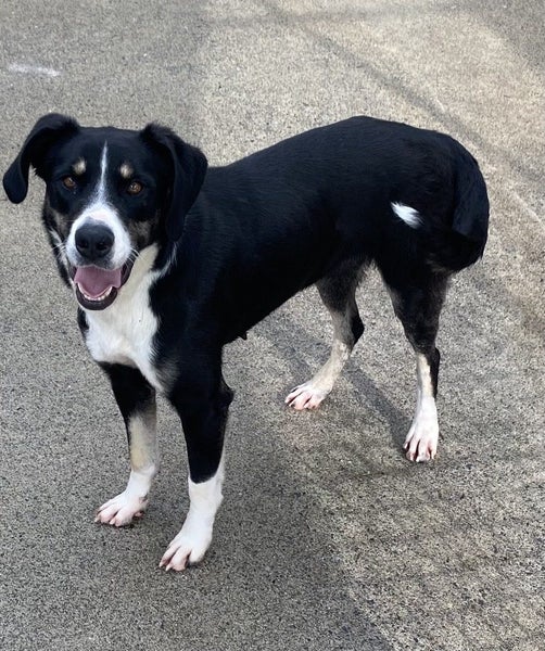 High energy dog requiring active home ... Carousel 2