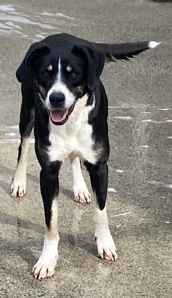 High energy dog requiring active home ... Carousel 3