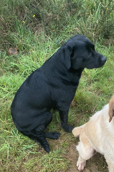 purebred labrador Carousel 2