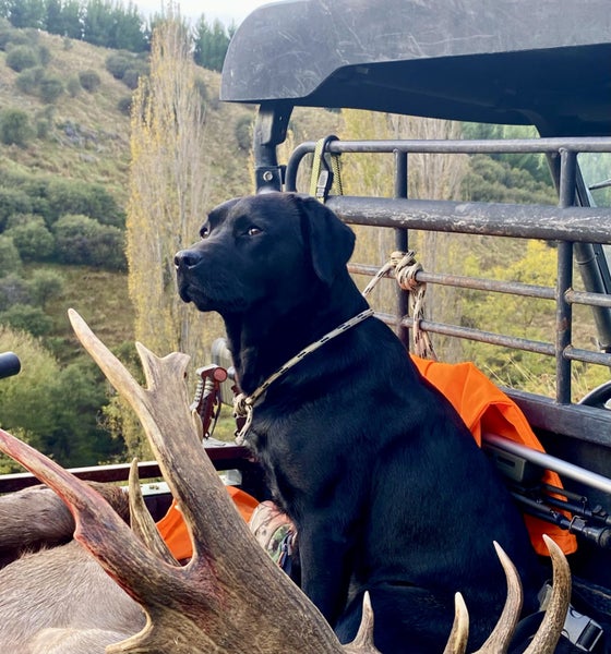 purebred labrador Carousel 1