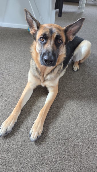 German shepherd Carousel 2