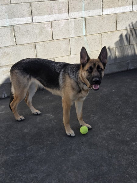 German shepherd Carousel 7