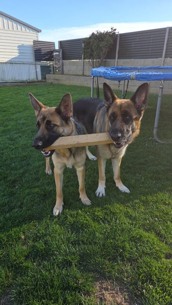 German shepherd Carousel 1
