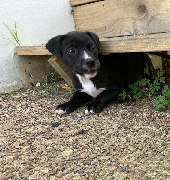 Auckland Puppy Rescue - Nova Carousel 1