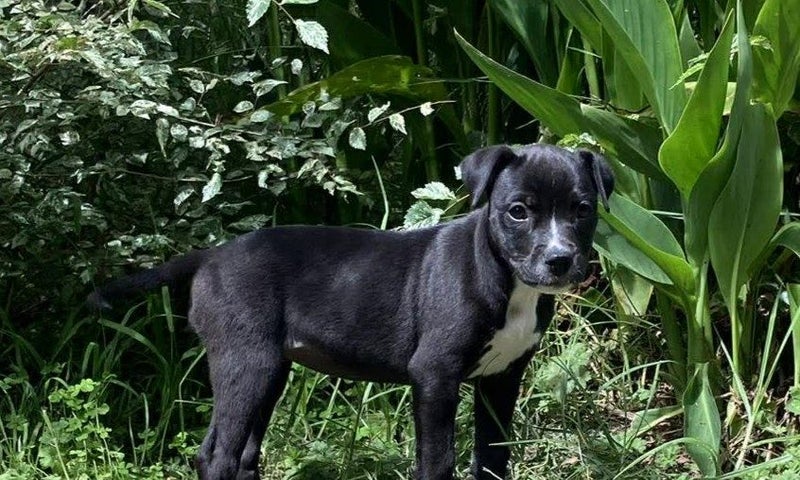 Auckland Puppy Rescue - Nova Carousel 2